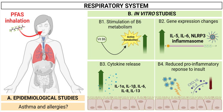 Per- and polyfluoroalkyl substances (PFAS): immunotoxicity at the primary sites of exposure.