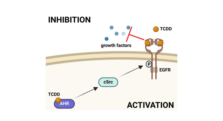 Dioxins do not only bind to AHR but also team up with EGFR at the cell-surface: a novel mode of action of toxicological relevance?