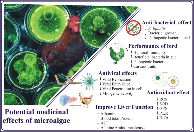 Microalgae: An Exciting Alternative Protein Source and Nutraceutical for the Poultry Sector.