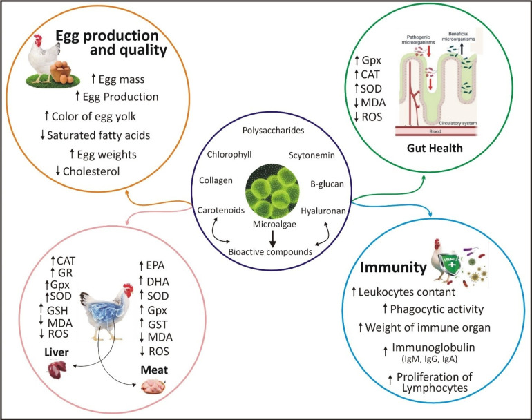 Microalgae: An Exciting Alternative Protein Source and Nutraceutical for the Poultry Sector.