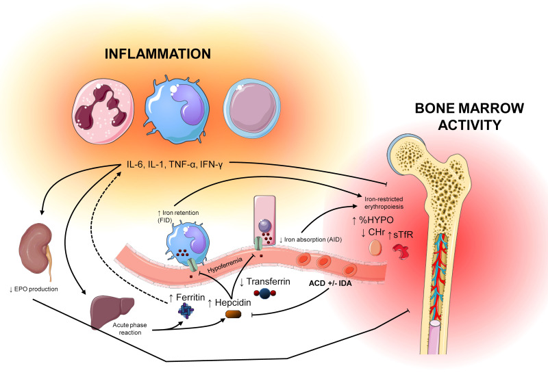 Inflammation and iron homeostasis - what do blood tests mean?