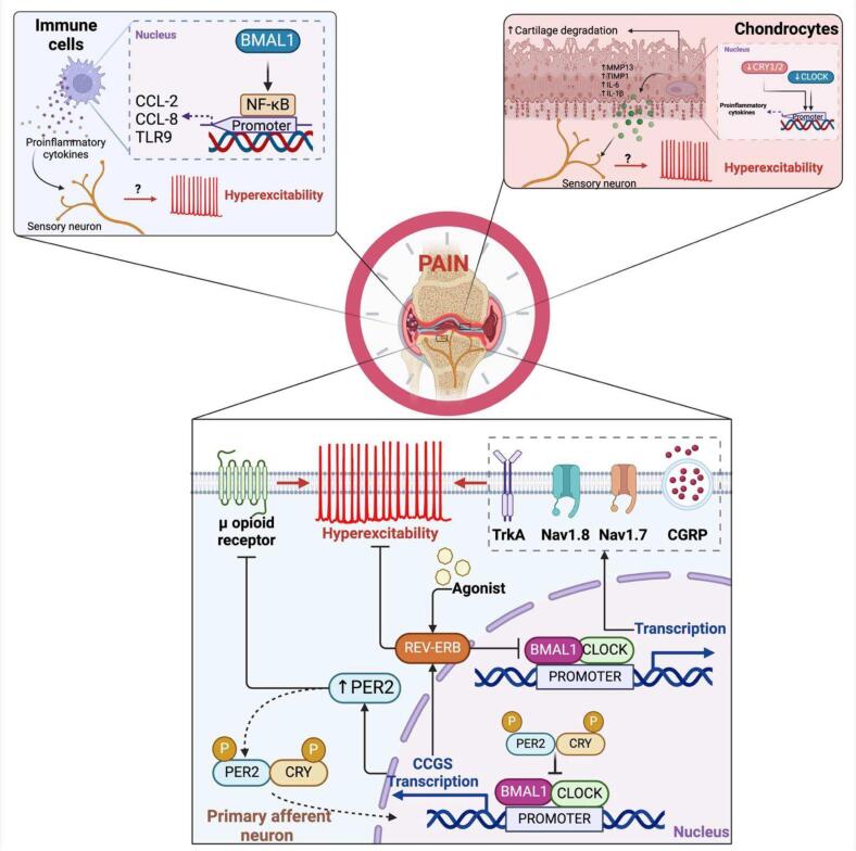 The contribution of clock genes BMAL1 and PER2 in osteoarthritis-associated pain