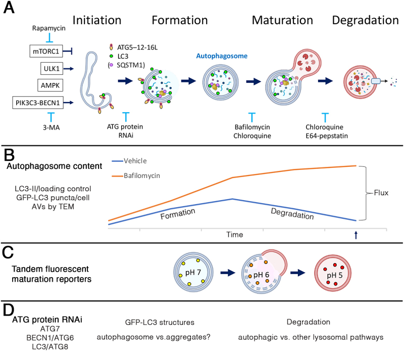 The Role of Autophagy in Excitotoxicity, Synaptic Mitochondrial Stress and Neurodegeneration.