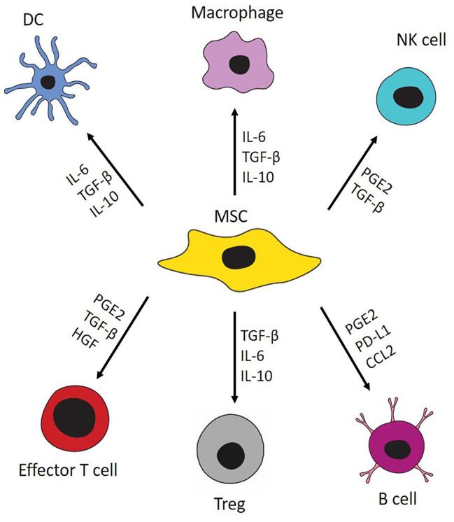 Perspectives and Limitations of Mesenchymal Stem Cell-Based Therapy for Corneal Injuries and Retinal Diseases.