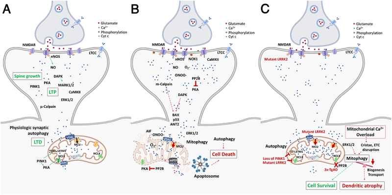 The Role of Autophagy in Excitotoxicity, Synaptic Mitochondrial Stress and Neurodegeneration.