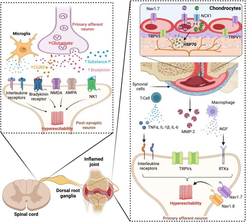 The contribution of clock genes BMAL1 and PER2 in osteoarthritis-associated pain
