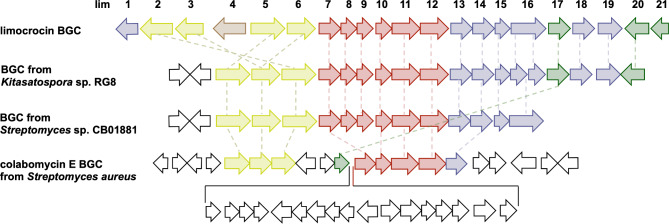 Uncovering the genetic basis of antiviral polyketide limocrocin biosynthesis through heterologous expression.