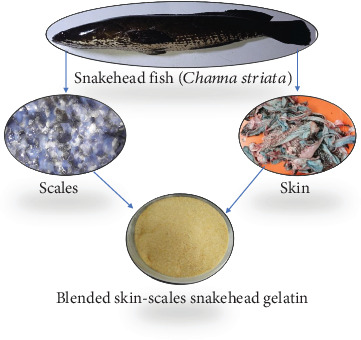Influence of Sorbitol and Glycerol on Physical and Tensile Properties of Biodegradable-Edible Film From Snakehead Gelatin and <i>κ</i>-Carrageenan.