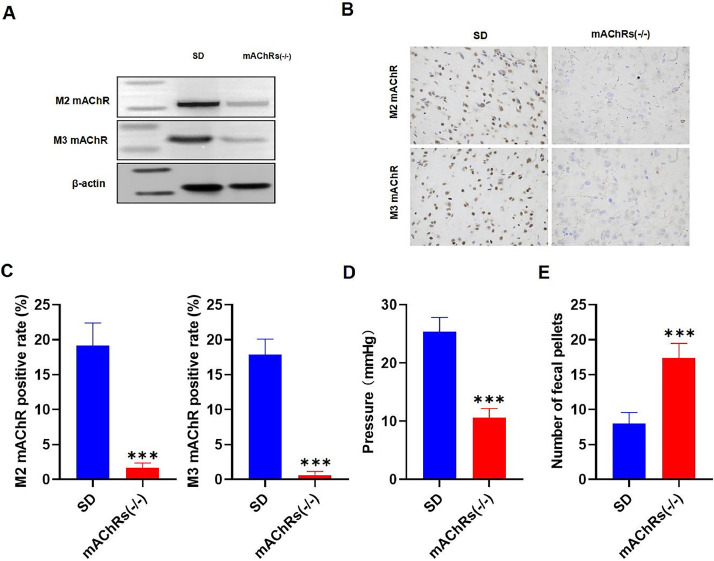 Corrigendum to “Exploration of the mechanism underlying the therapeutic effect of electroacupuncture at chengshan acupoint on post-hemorrhoidectomy anal pain: Insights from the mAChRs/IP3-Ca2+-CaM signaling pathway” [CLINSP 79 (2024) 10048]