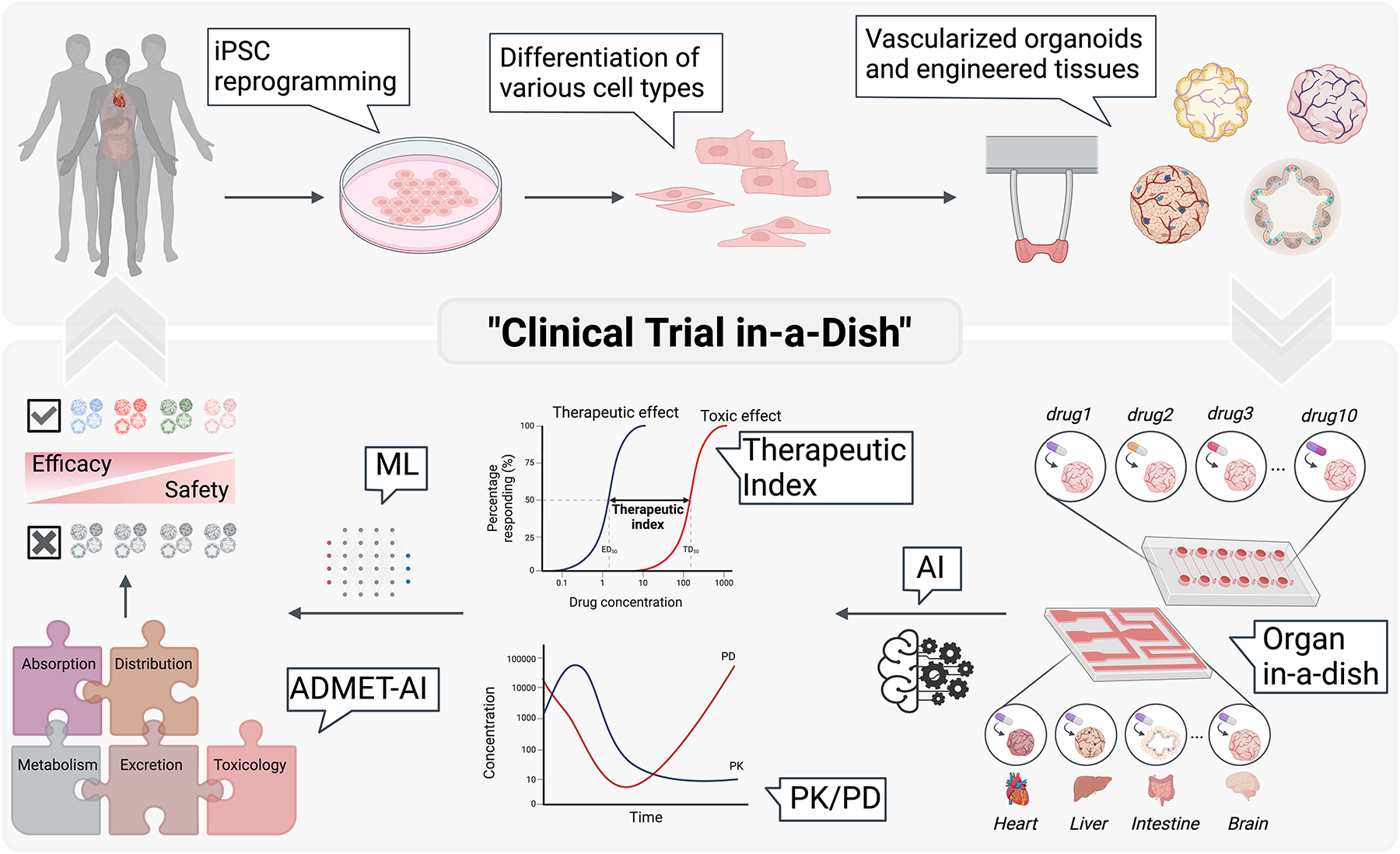 Next-Gen Therapeutics: Pioneering Drug Discovery with iPSCs, Genomics, AI, and Clinical Trials in a Dish.