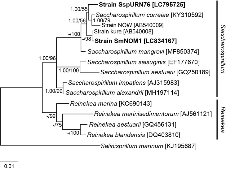Characterization of a Marine Bacterium Passing through a 0.1-μm Pore-sized Filter.