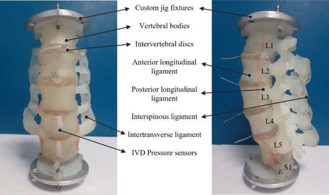 Development and biomechanical evaluation of a 3D printed analogue of the human lumbar spine.