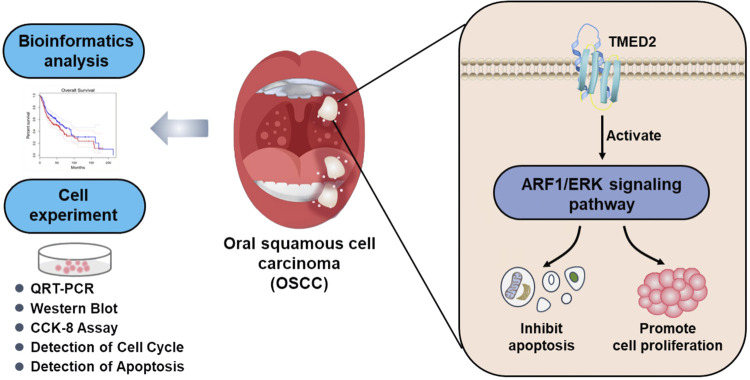 Study of the role of transmembrane emp24 domain-containing protein 2 in oral squamous cell carcinoma.