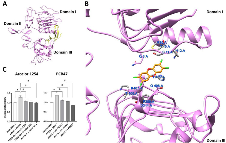 Dioxins do not only bind to AHR but also team up with EGFR at the cell-surface: a novel mode of action of toxicological relevance?