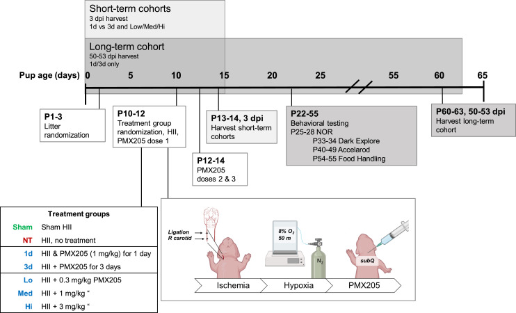 Structural and Functional Effects of C5aR1 Antagonism in a Rat Model of Neonatal Hypoxic-Ischemic Encephalopathy.