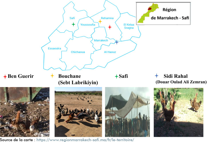 [Seroprevalence of <i>Toxoplasma gondii</i> in chicken of the Marrakech-Safi region, Morocco].
