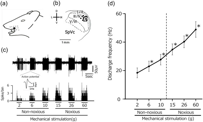 Gut microbiota-derived short-chain fatty acid suppresses the excitability of rat nociceptive secondary neurons via G-protein-coupled receptor 41 signaling.