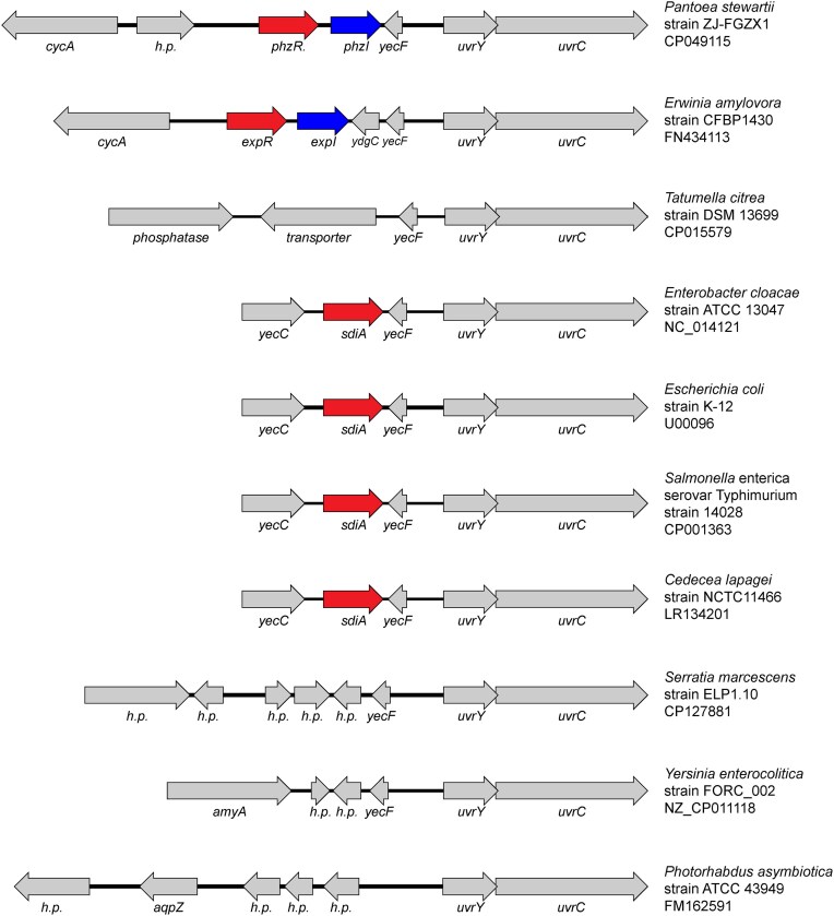 Role of the LuxR solo, SdiA, in eavesdropping on foreign bacteria.