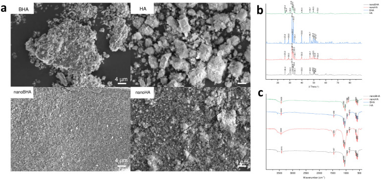 Comparative study of bovine and synthetic hydroxyapatite in micro- and nanosized on osteoblasts action and bone growth.