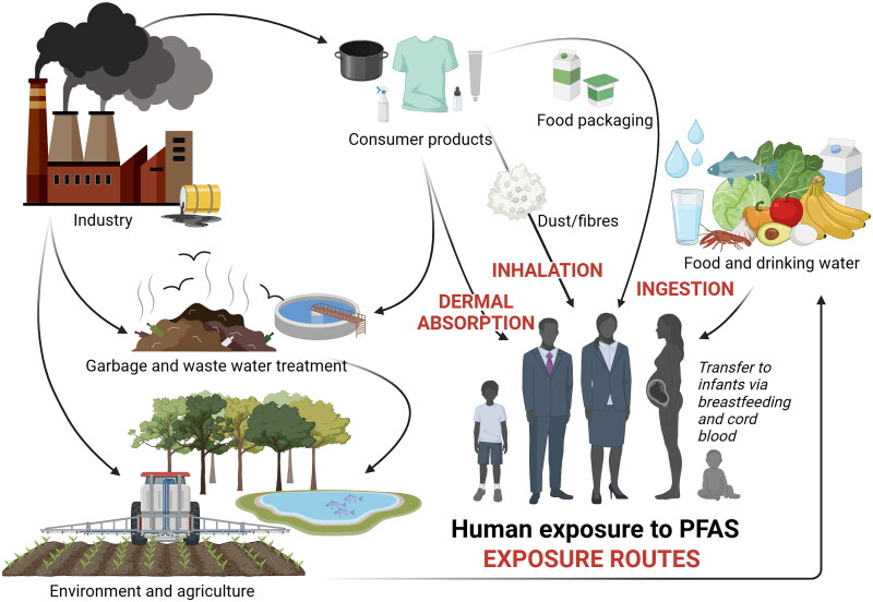 Per- and polyfluoroalkyl substances (PFAS): immunotoxicity at the primary sites of exposure.