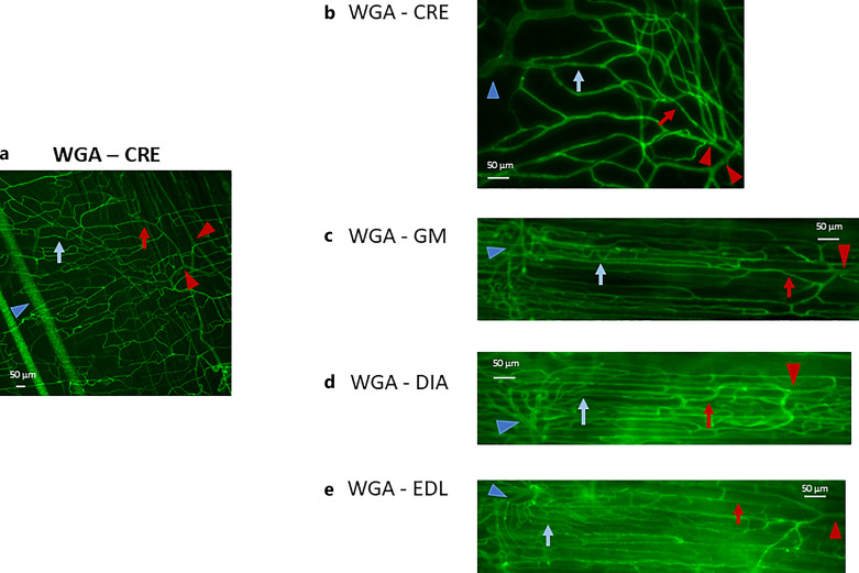 Perfusion Staining Methods for Visualization of Intact Microvascular Networks in Whole Mount Skeletal Muscle Preparations.