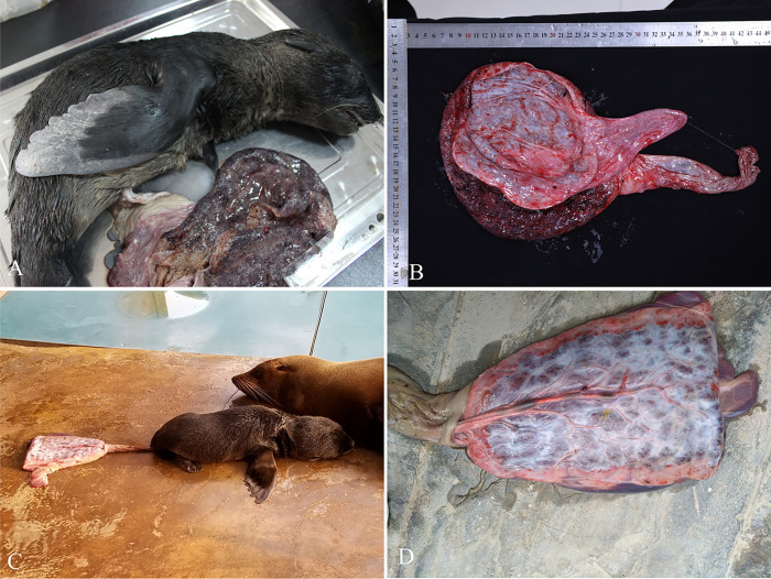 Isolation of Toxoplasma gondii from the placenta of northern fur seals (Callorhinus ursinus) and potential transplacental transmission of the parasite.