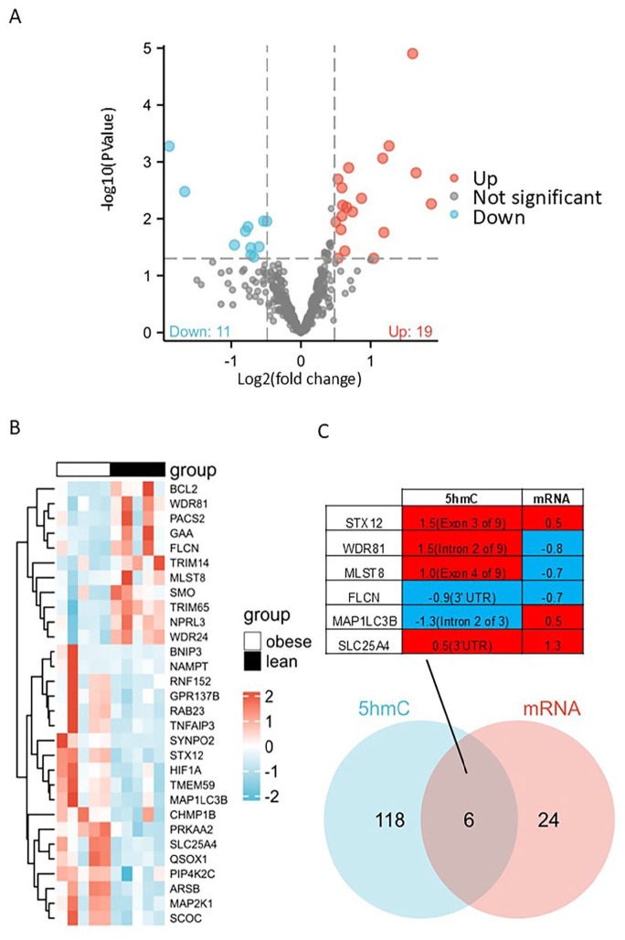 The Impact of Obesity on Autophagy in Human Adipose-Derived Mesenchymal Stromal Cells.