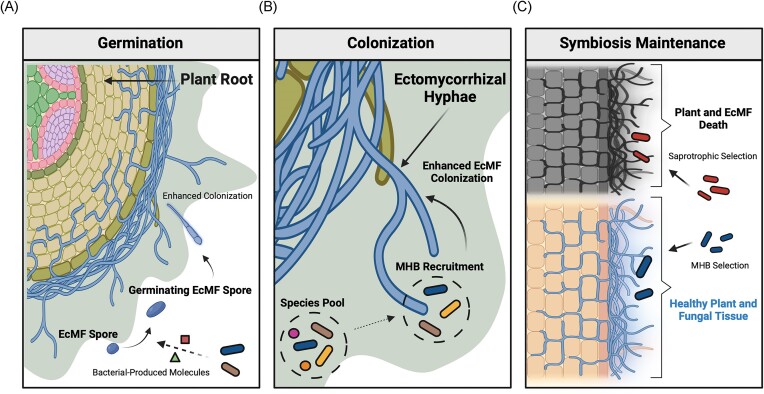 Standardizing experimental approaches to investigate interactions between bacteria and ectomycorrhizal fungi.