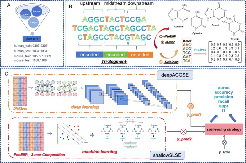 EnsembleSE: identification of super-enhancers based on ensemble learning.