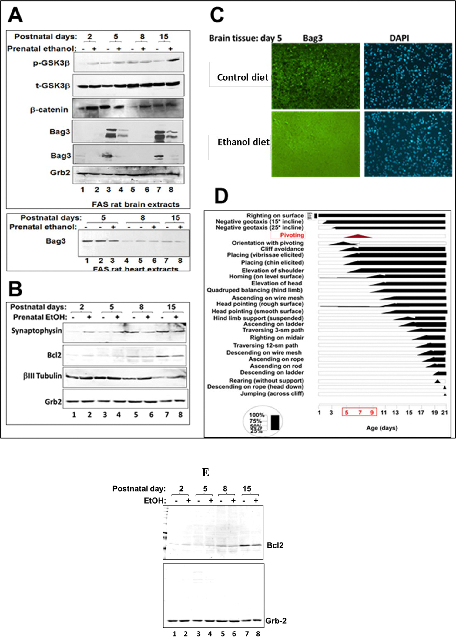 Prenatal Alcohol Exposure Inhibits Transient Expression of Autophagy and Synaptic Proteins in Developing Brain.