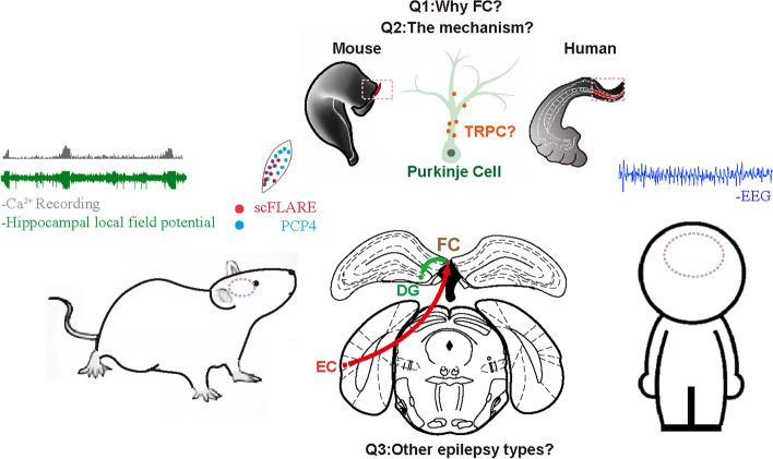 Fasciola cinereum: a novel choke point for epilepsy treatment.