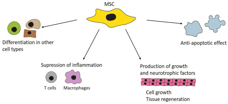 Perspectives and Limitations of Mesenchymal Stem Cell-Based Therapy for Corneal Injuries and Retinal Diseases.