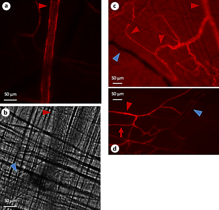 Perfusion Staining Methods for Visualization of Intact Microvascular Networks in Whole Mount Skeletal Muscle Preparations.