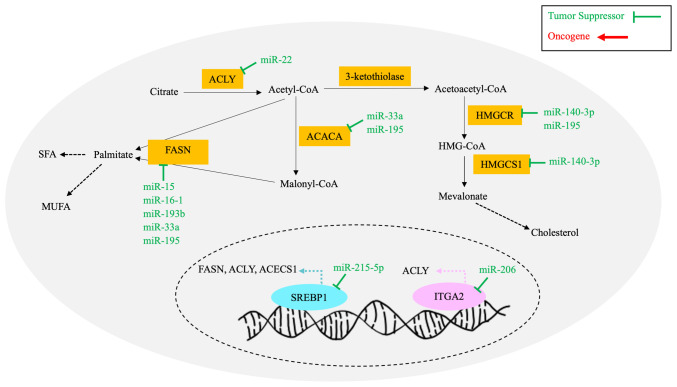MicroRNAs and their role in breast cancer metabolism (Review).
