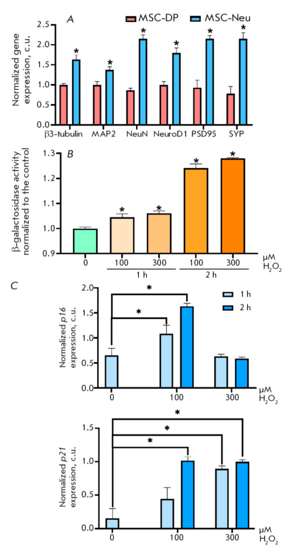 Induction of Chaperone Synthesis in Human Neuronal Cells Blocks Oxidative Stress-Induced Aging.