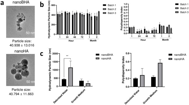 Comparative study of bovine and synthetic hydroxyapatite in micro- and nanosized on osteoblasts action and bone growth.