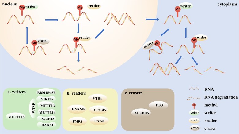 m6A RNA modification pathway: orchestrating fibrotic mechanisms across multiple organs.