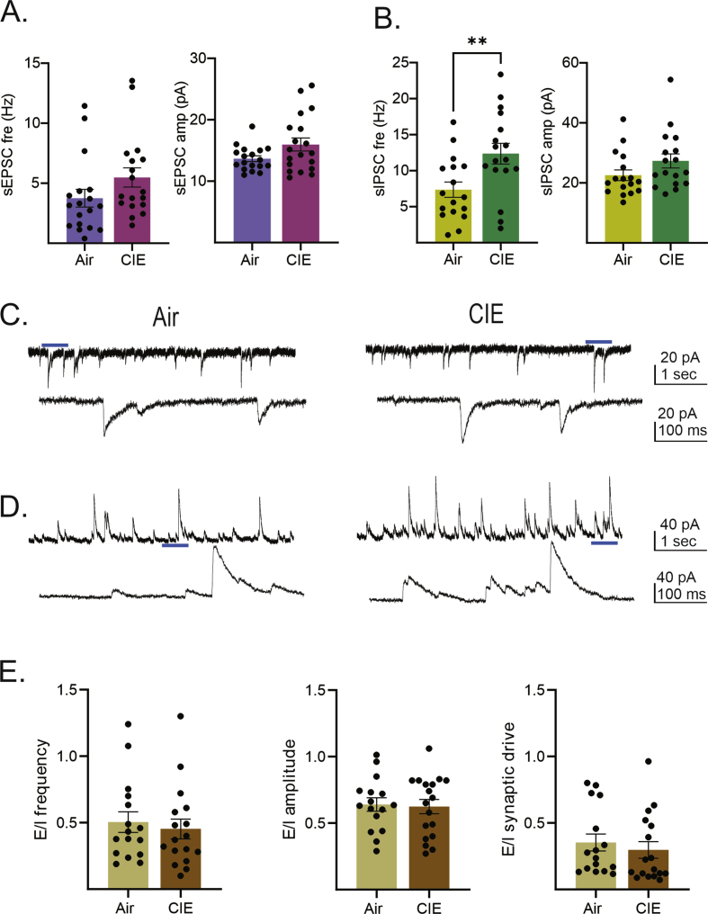 Elevated GABAergic neurotransmission prevents chronic intermittent ethanol induced hyperexcitability of intrinsic and extrinsic inputs to the ventral subiculum of female rats