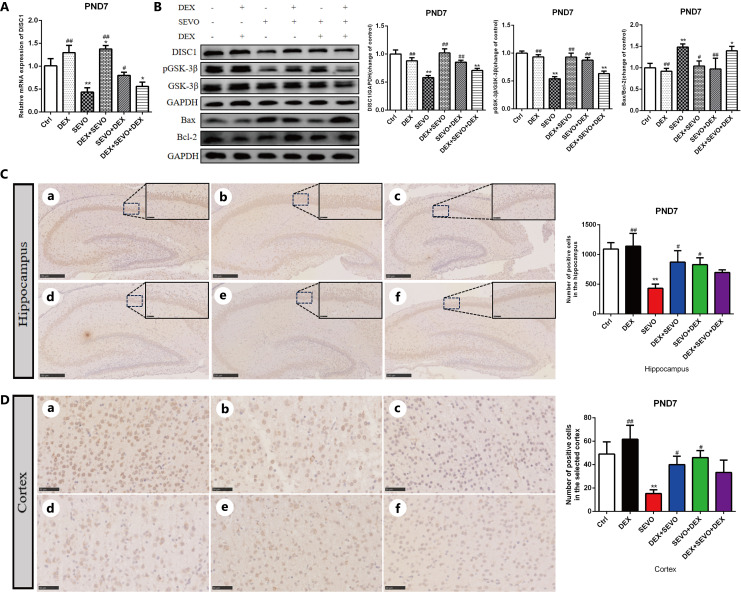 Dexmedetomidine Alleviates the Long-Term Neurodevelopmental Toxicity Induced by Sevoflurane in the Developing Brain.