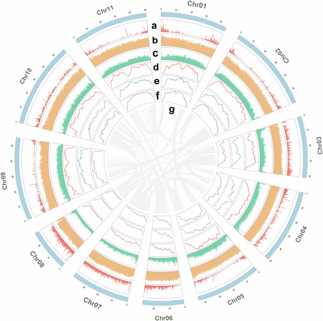Chromosome-level genome assembly of Salvia sclarea.