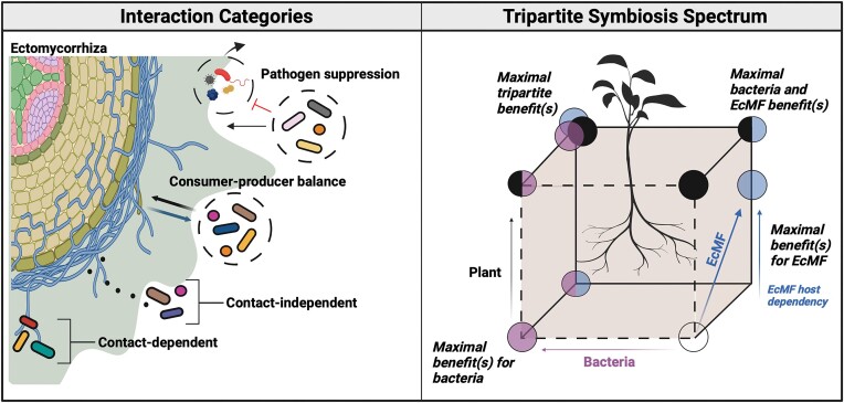 Standardizing experimental approaches to investigate interactions between bacteria and ectomycorrhizal fungi.