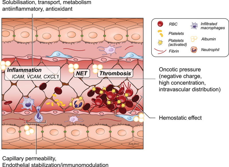 Controversies regarding albumin therapy in cirrhosis.