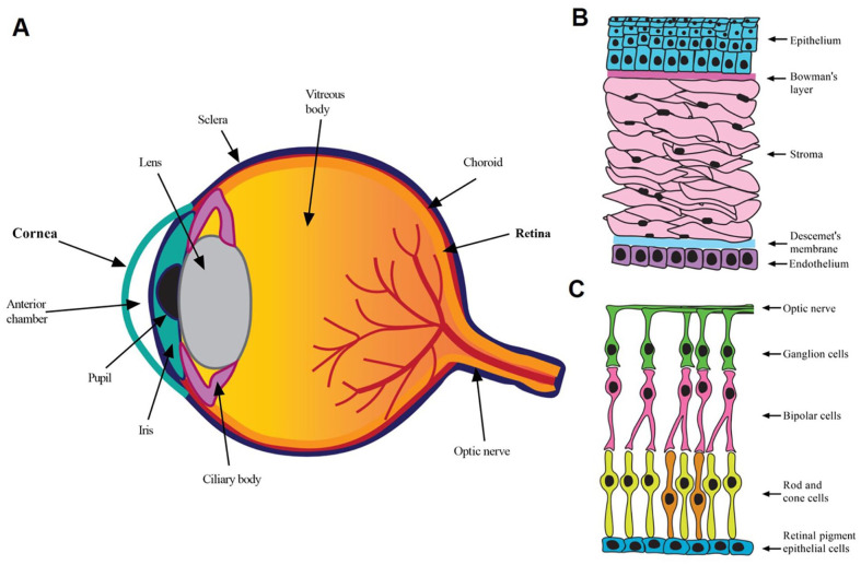 Perspectives and Limitations of Mesenchymal Stem Cell-Based Therapy for Corneal Injuries and Retinal Diseases.
