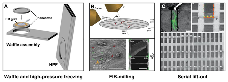 Structural biology inside multicellular specimens using electron cryotomography.