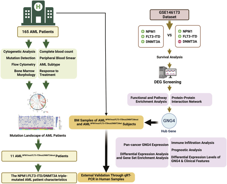 Clinical Characteristics and Outcomes of Acute Myeloid Leukemia Patients Harboring <i>NPM1/FLT3-ITD/DNMT3A</i> Triple Mutations and the Potential Prognostic Value of <i>GNG4</i>.