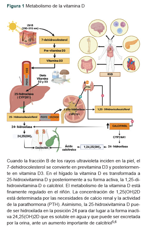 [Vitamin D deficiency: positioning of the Medical Nutrition Research Unit].