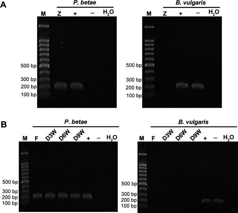 Relative frequency dynamics and loading of beet necrotic yellow vein virus genomic RNAs during the acquisition by its vector <i>Polymyxa betae</i>.