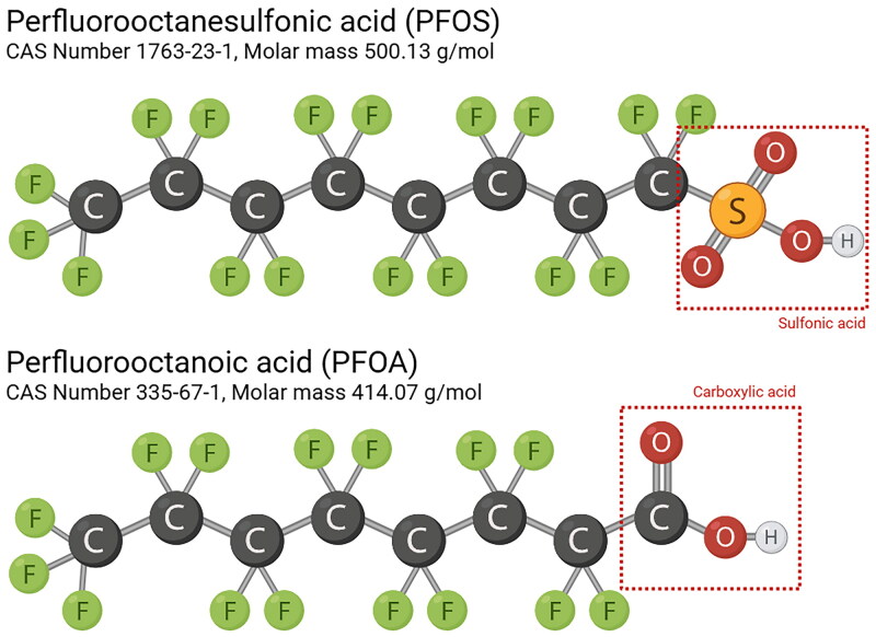 Per- and polyfluoroalkyl substances (PFAS): immunotoxicity at the primary sites of exposure.