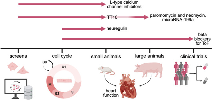 Advances in Drug Discovery for Cardiomyocyte Proliferation.