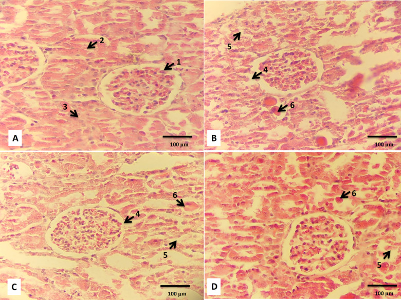 Protective effect of Panax ginseng extract on cisplatin-induced AKI via downregulating cell death associated genes.